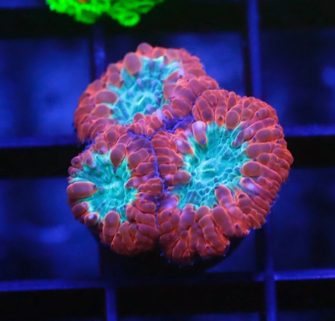 Blastomussa